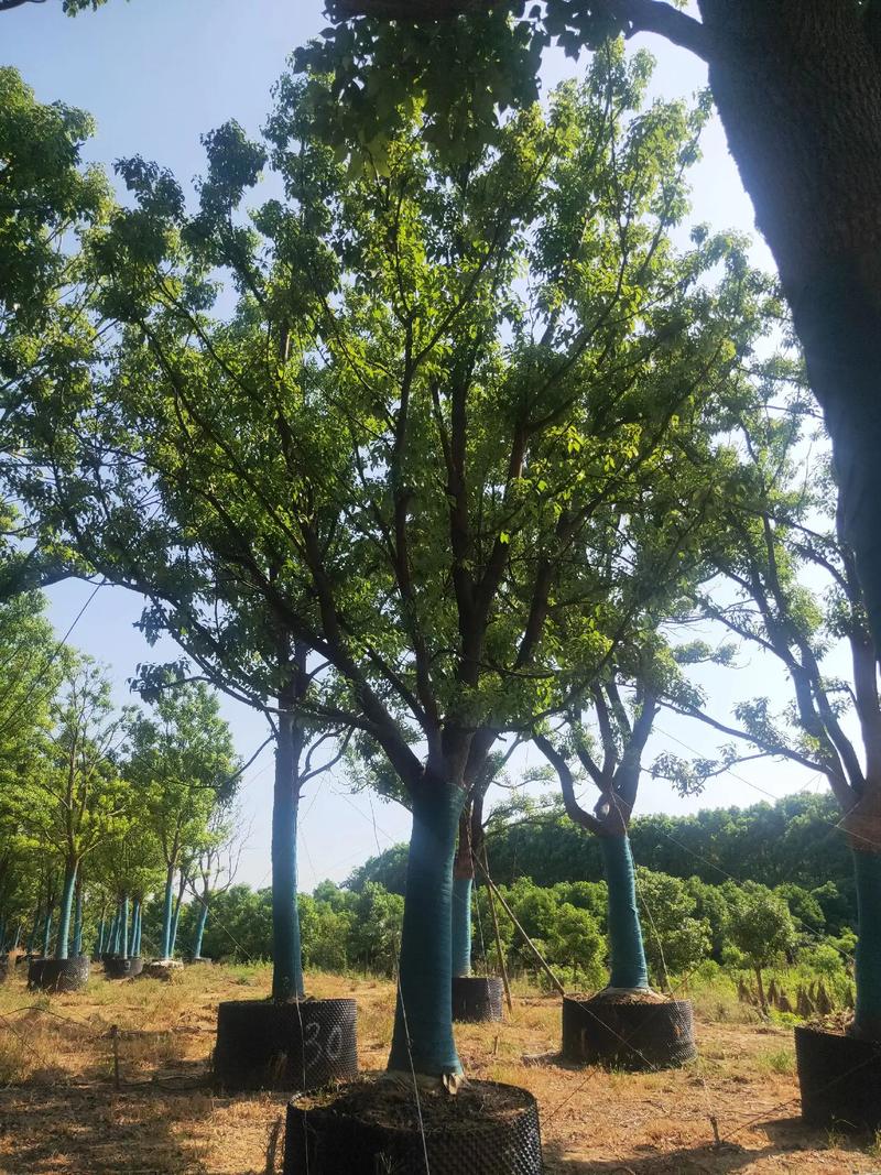 高温环境下高成活率苗木选择 控根朴树与香樟的种植优势