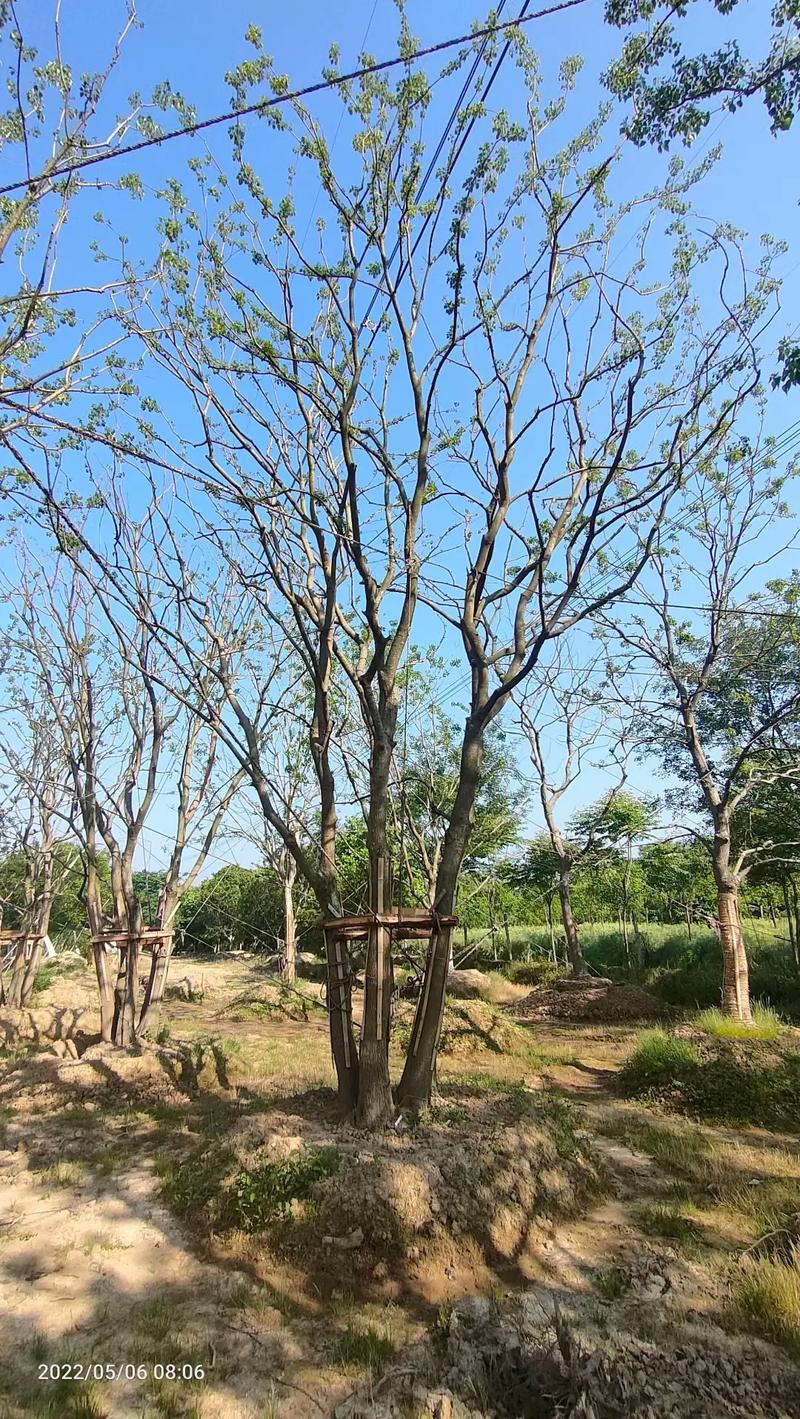 大规格丛生乌桕与梅花苗木大量供应——本地货源，规格齐全
